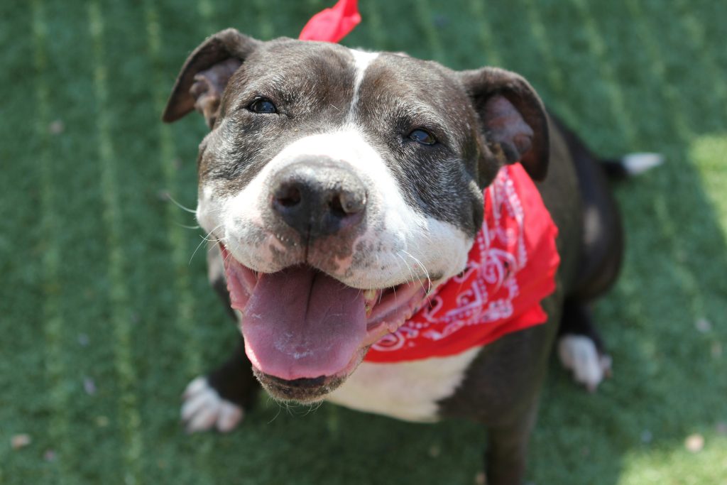 Geriatric Animal Care